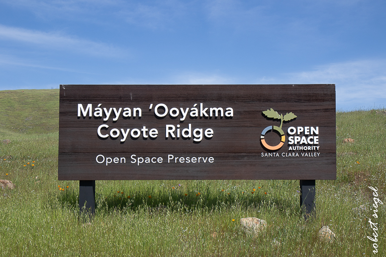 coyote ridge